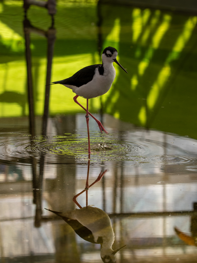 掛川花鳥園