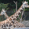 名古屋東山動物園　キリン