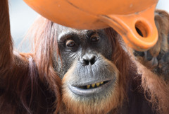 名古屋東山動物園　オラウータン