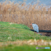 弥富野鳥園内