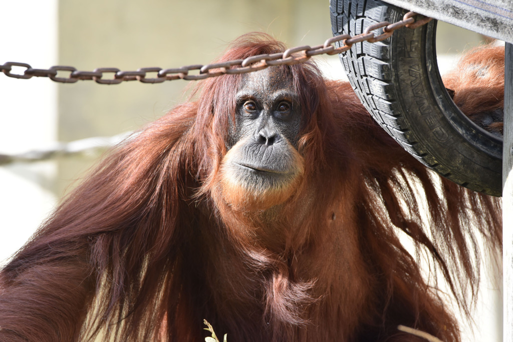 名古屋東山動物園　オラウータン
