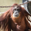 名古屋東山動物園　オラウータン