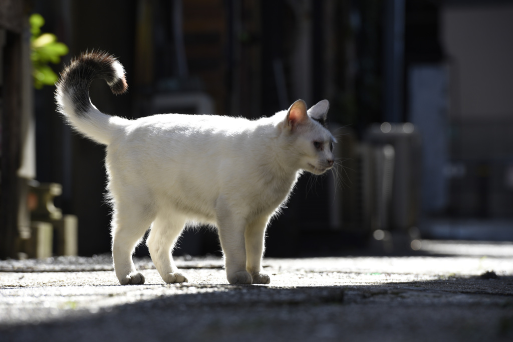 名古屋熱田　　神宮小路　古き良き時代