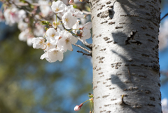 コロナで大騒ぎでも桜は咲く