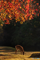 奈良　飛火野の秋