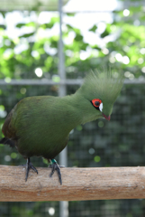 掛川花鳥園