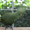 掛川花鳥園