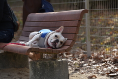 近所の公園のドックラン！走りすげてさすがにバテバテ