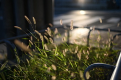 秋はまだまだ先のようですね