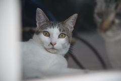看板娘