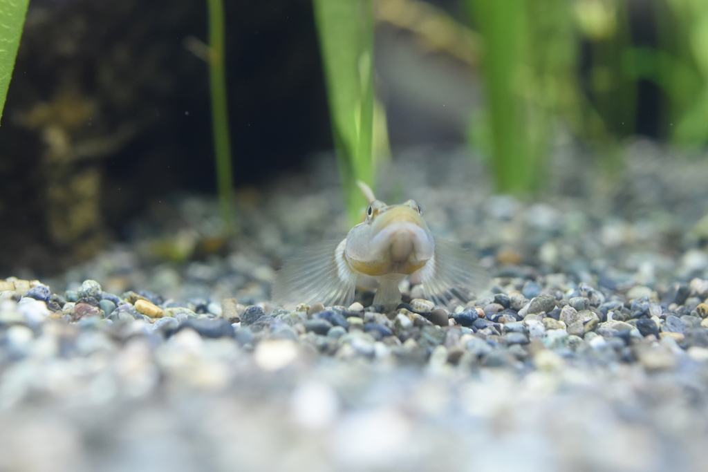 東山動植物園　メダカ館
