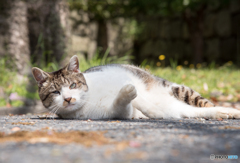 cat in nagoyacastle
