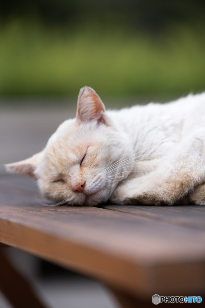 爆睡　cat in nagoyacastle