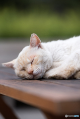 爆睡　cat in nagoyacastle
