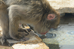 さる
