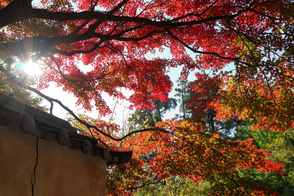 土塀に紅葉