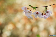 cherry blossoms 1