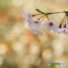 cherry blossoms 1