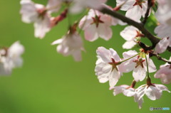 Cherry blossoms 3