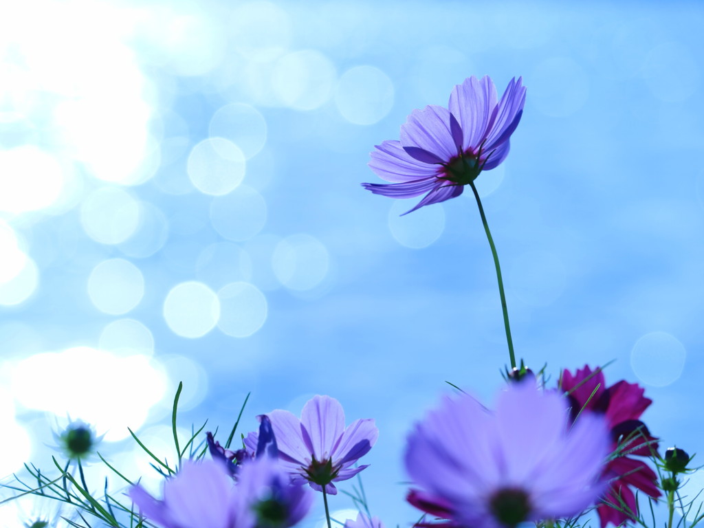 afternoon blue