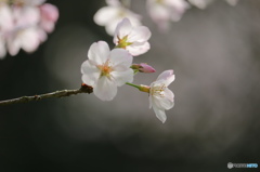 Cherry blossoms 5