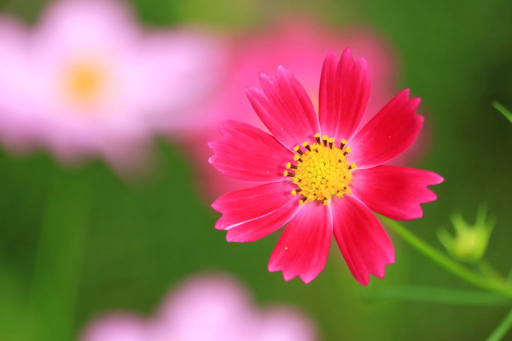 strawberry color
