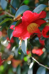 山茶花