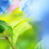 雨の恵み、そして。