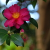ゆらり山茶花