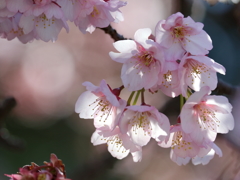 寒緋桜