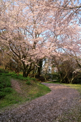 桜木花道