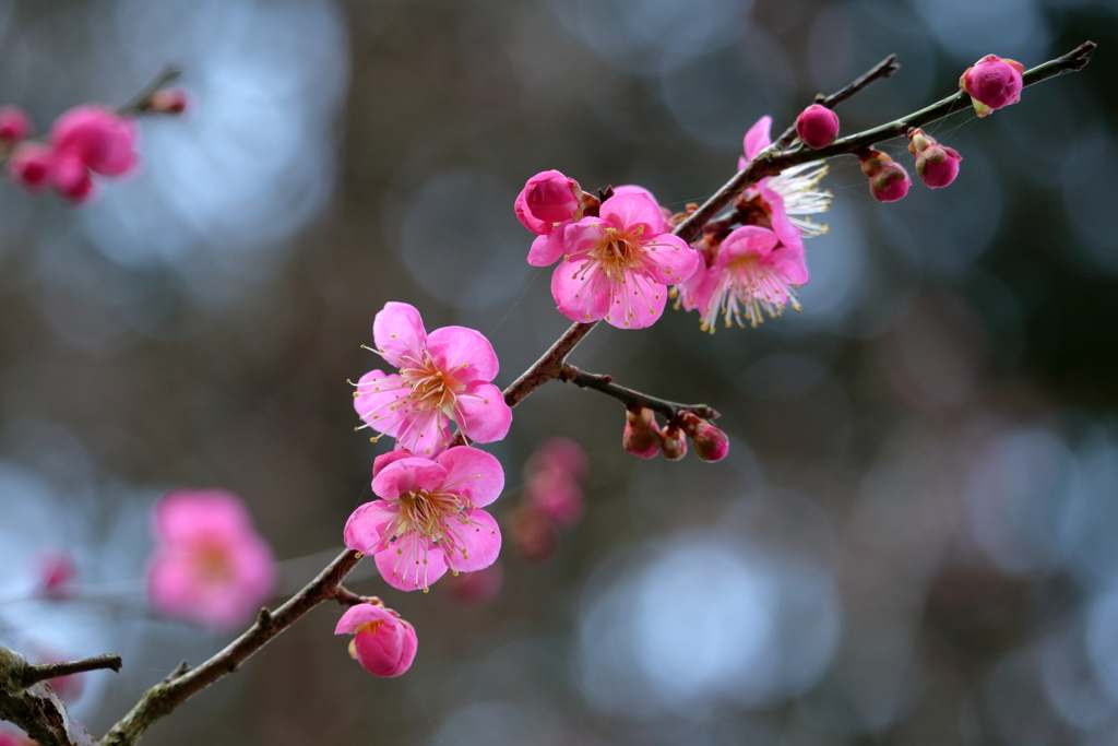 梅は百花の魁