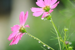 秋雨