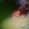 紅梅に瞬光