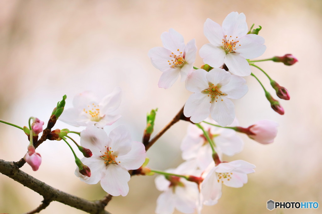 Cherry blossoms 4