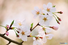 Cherry blossoms 4