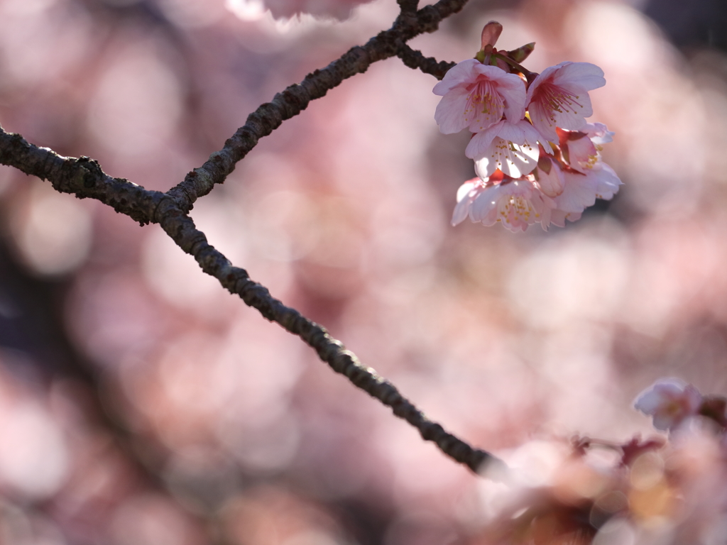 寒緋桜　～弐～