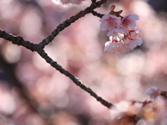 寒緋桜　～弐～