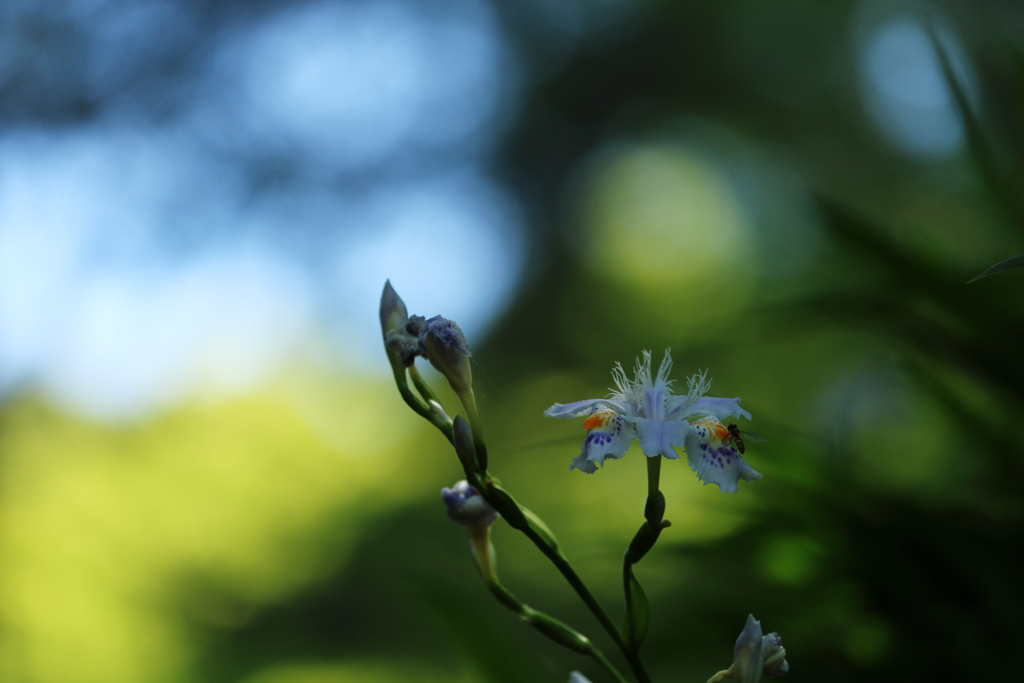 木陰の舞