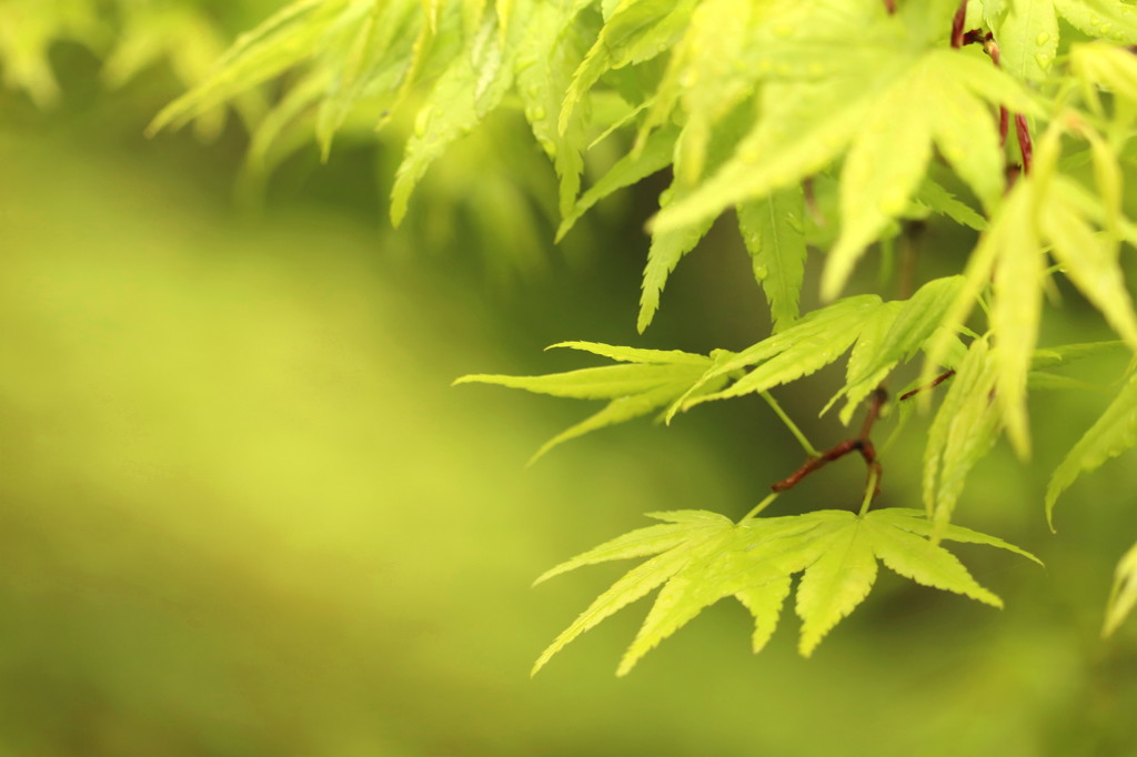 green season 2