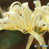 manjyusyage -white-