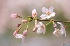 Cherry blossoms 2