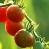 mini tomato
