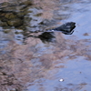 春の小川
