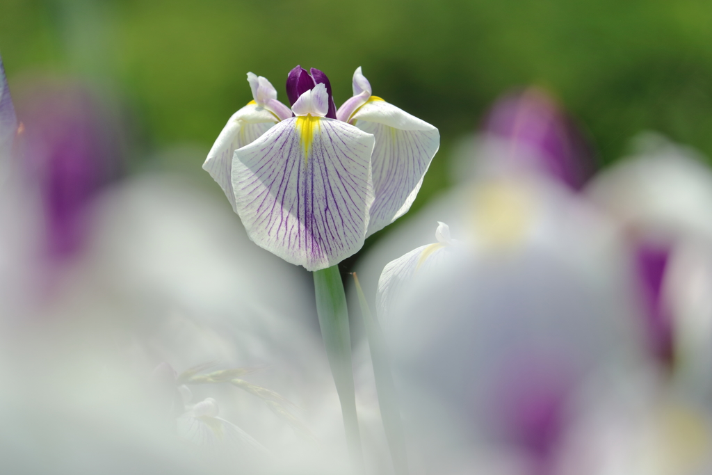 花菖蒲の立ち姿