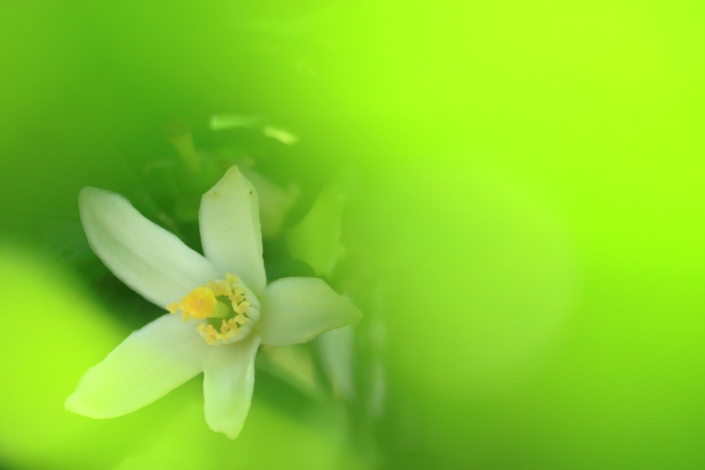 fruit flower