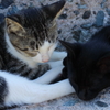 friends