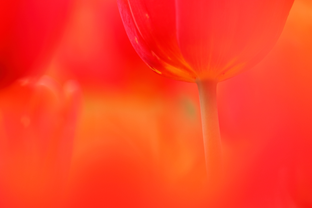 passion