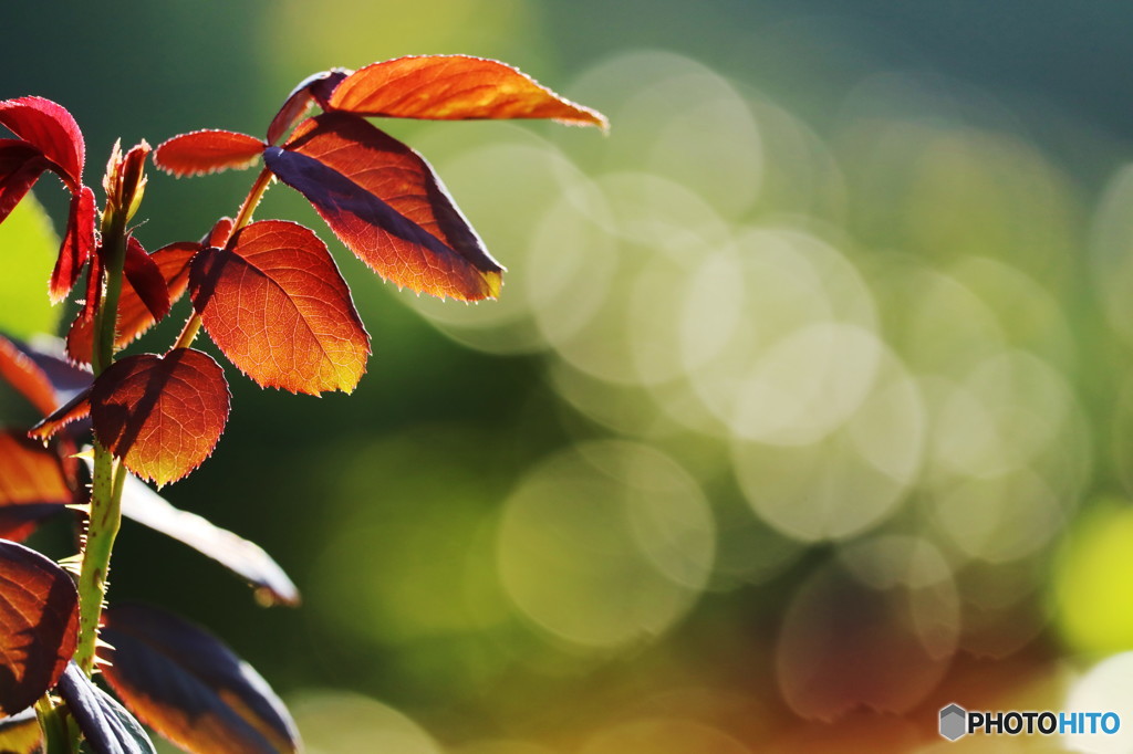 rose-leaf of august