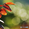 rose-leaf of august